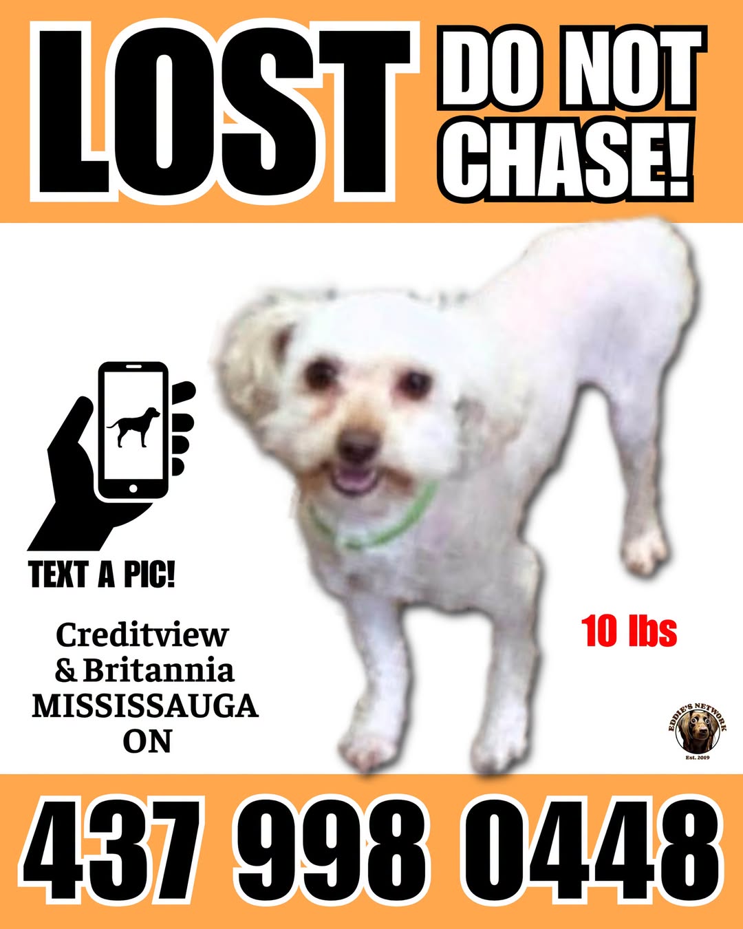 Lost dog