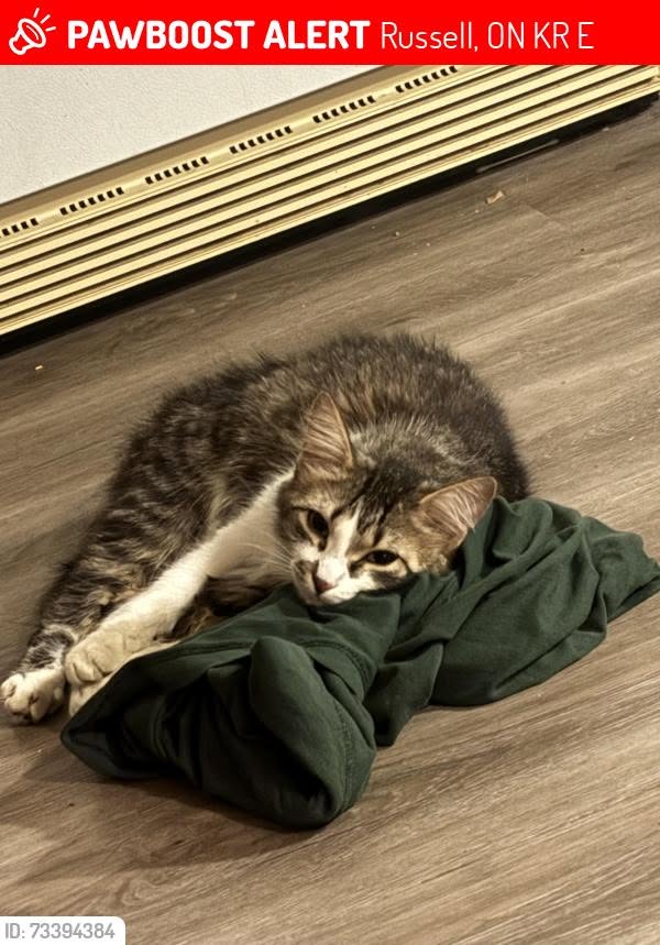 Lost Cat in Russell