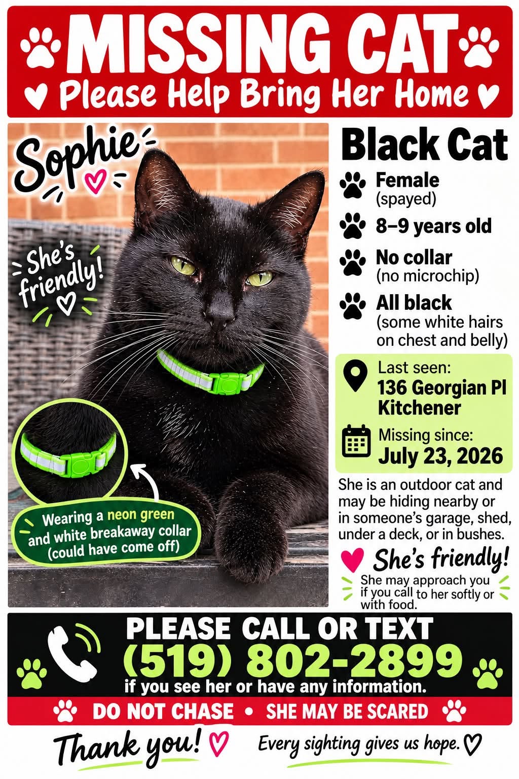 Lost cat