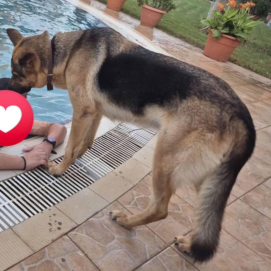Lost dog