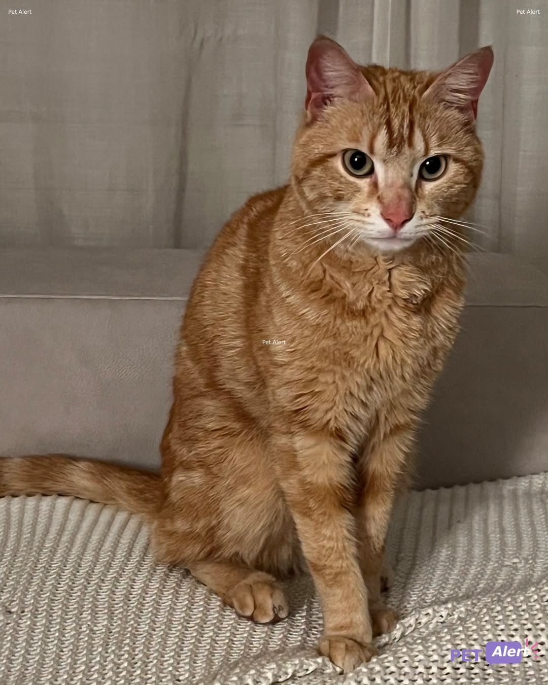Lost Cat in Petit-Lancy