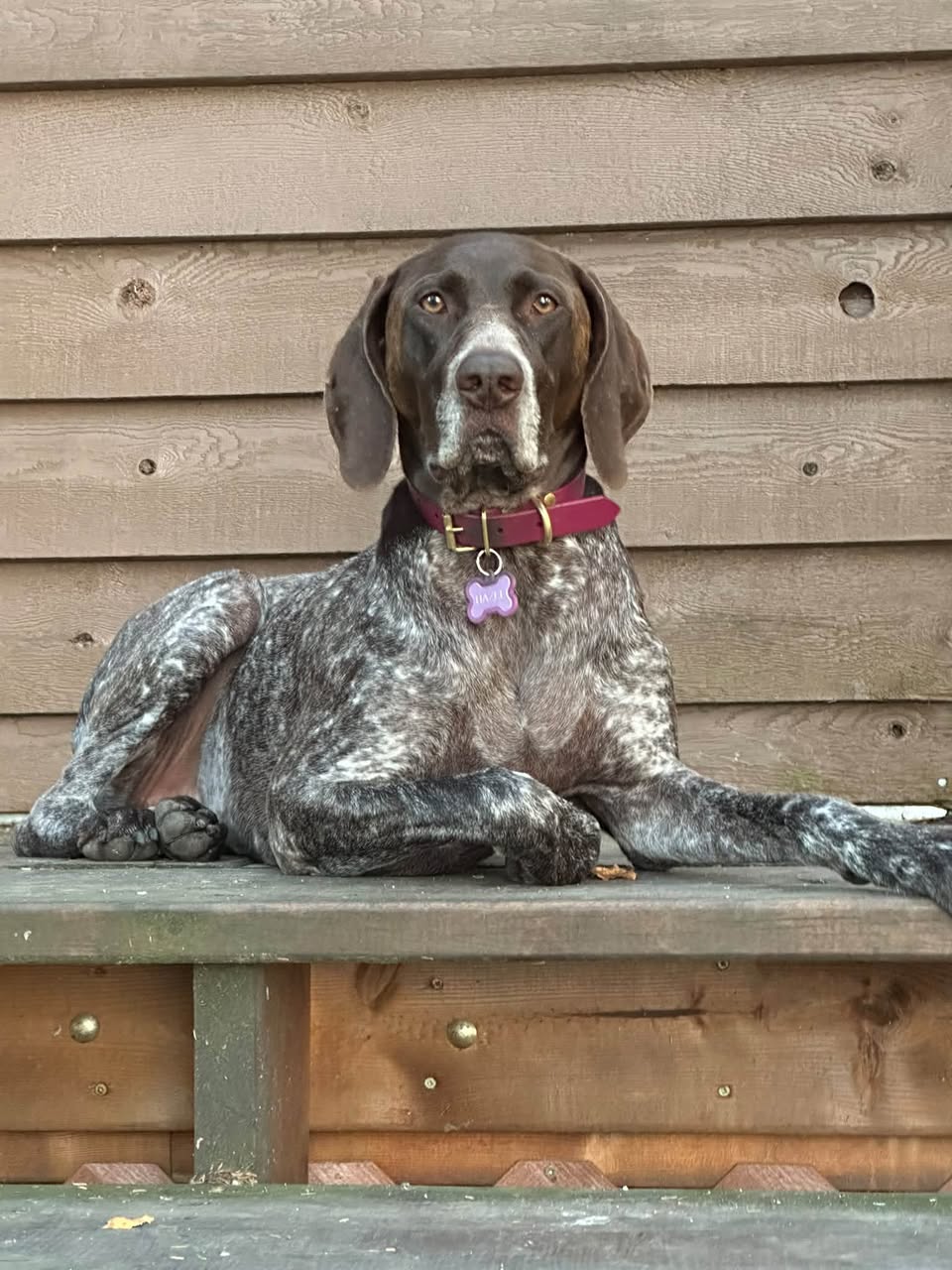 Lost dog