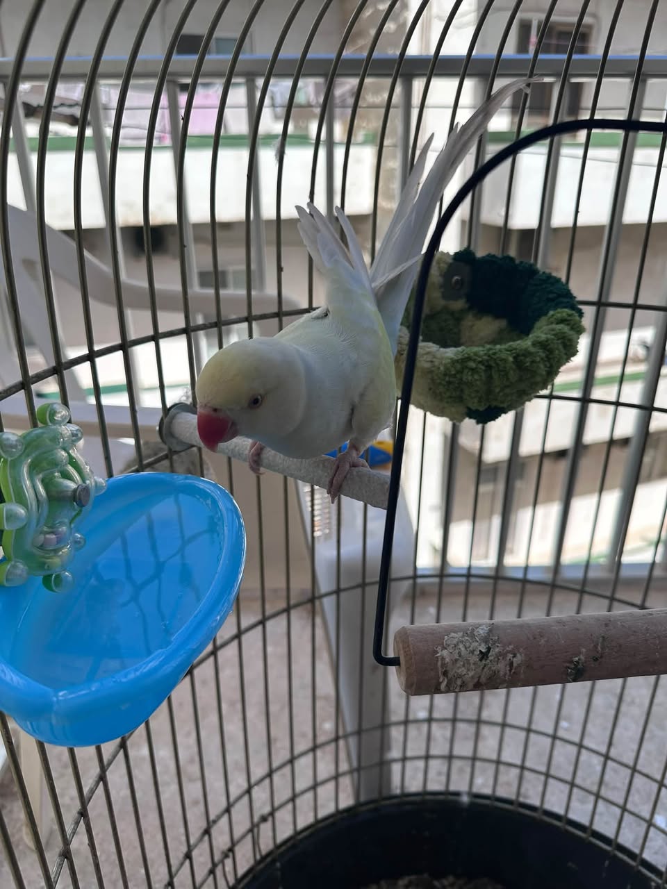 Lost Bird in Malta