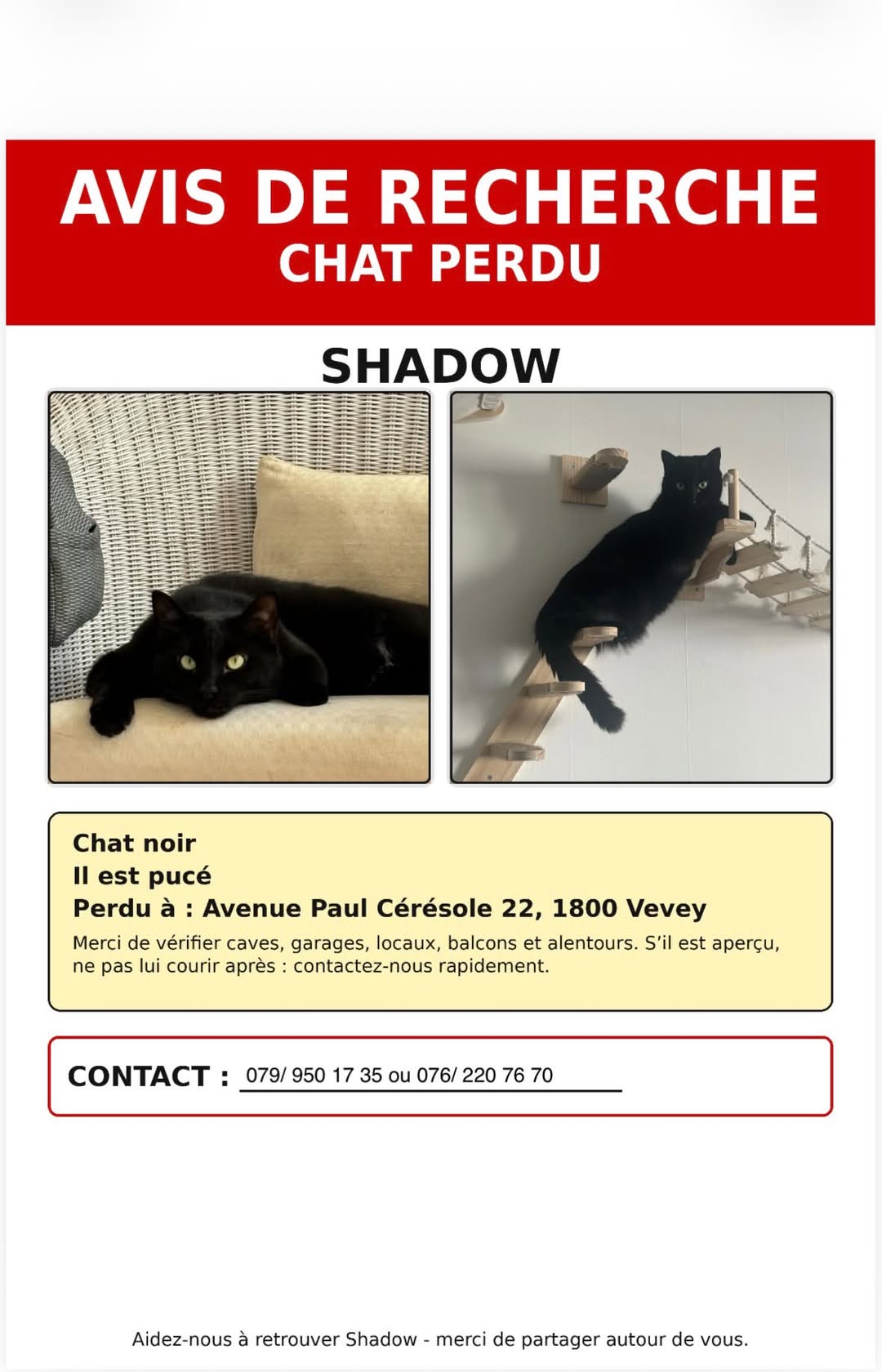 Lost Cat in Vevey