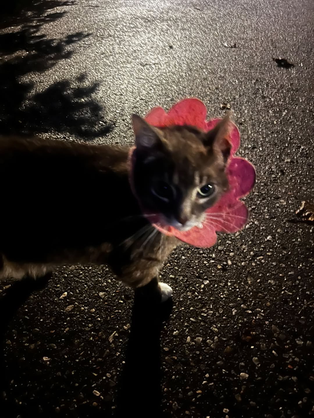 Found cat