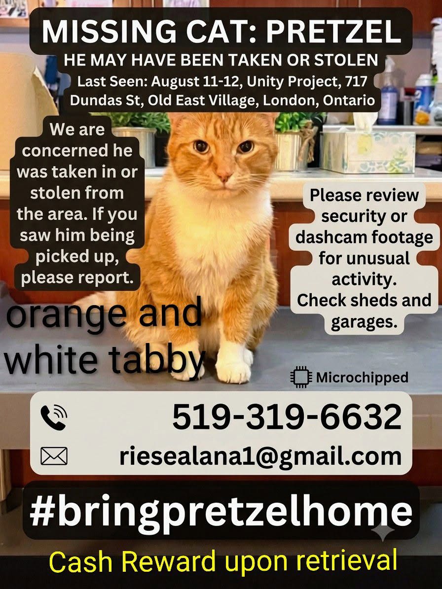 Lost Cat in Old East Village