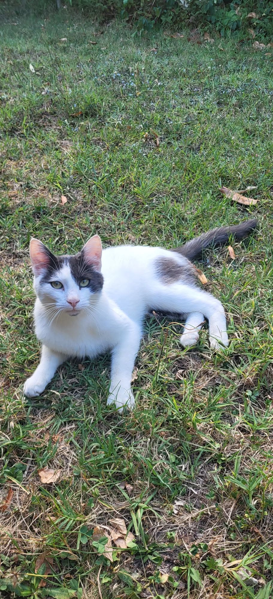 Found Cat in Nyon