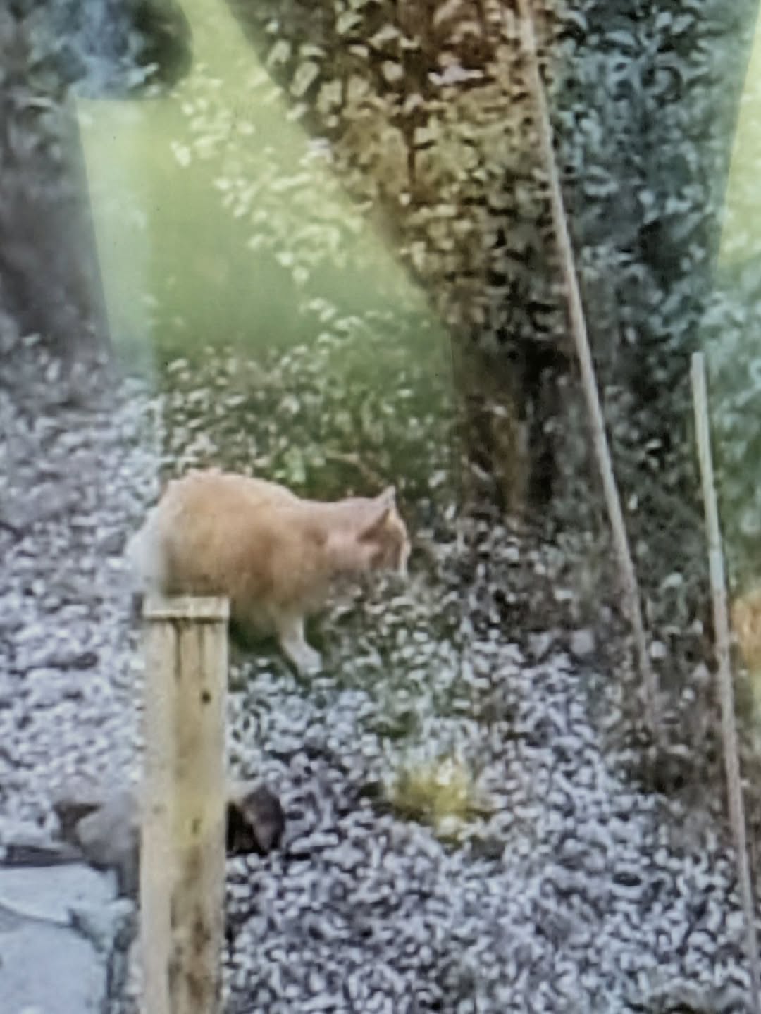 Found Cat in MosjøEn
