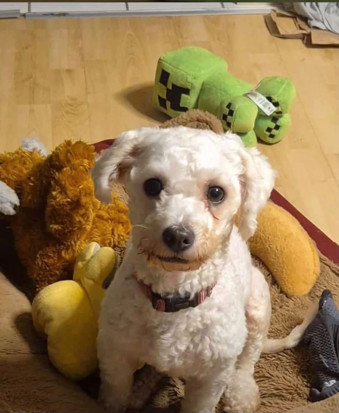 Found dog