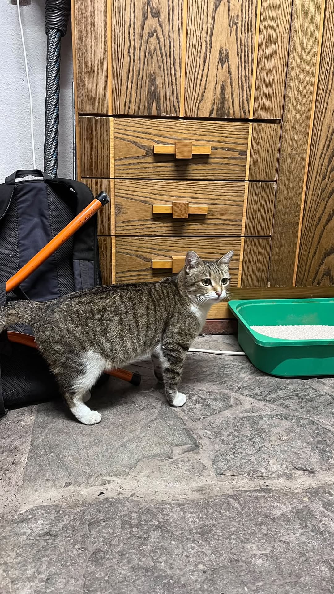 Found Cat in Valais
