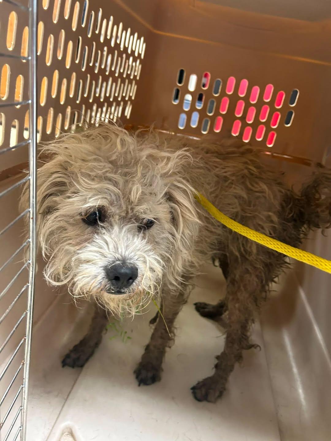 Found dog