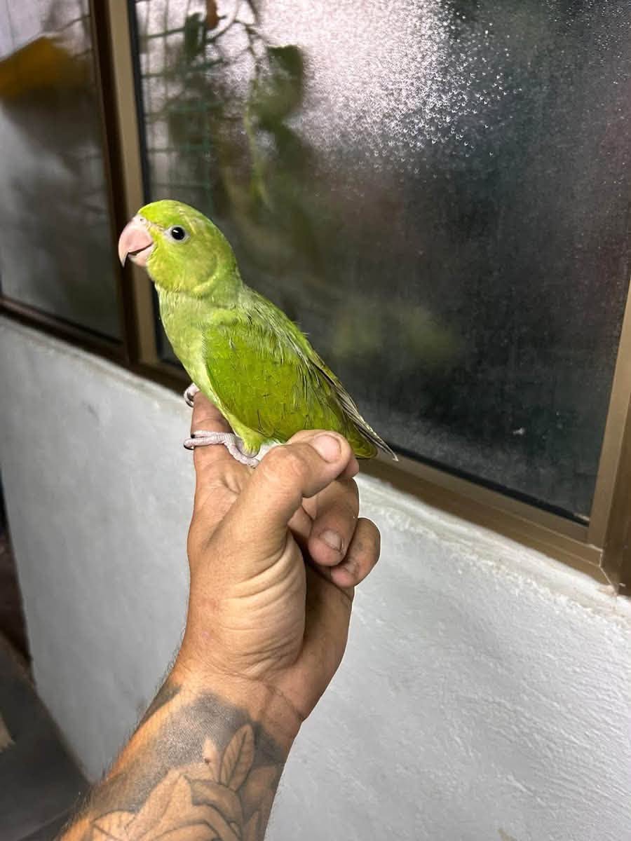 Lost Bird in Malta