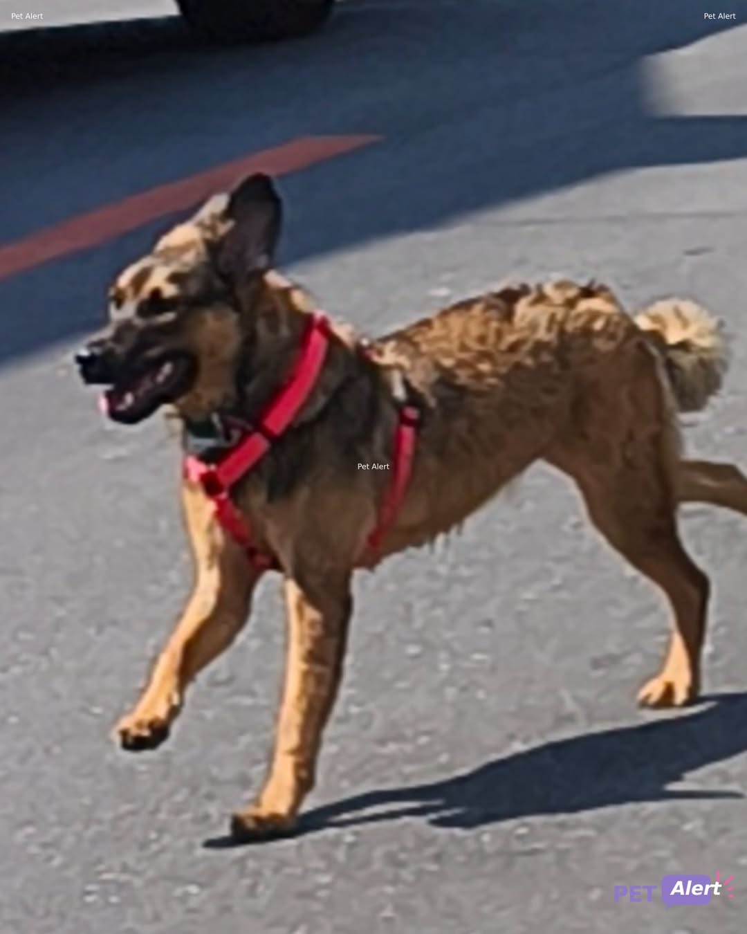Found dog