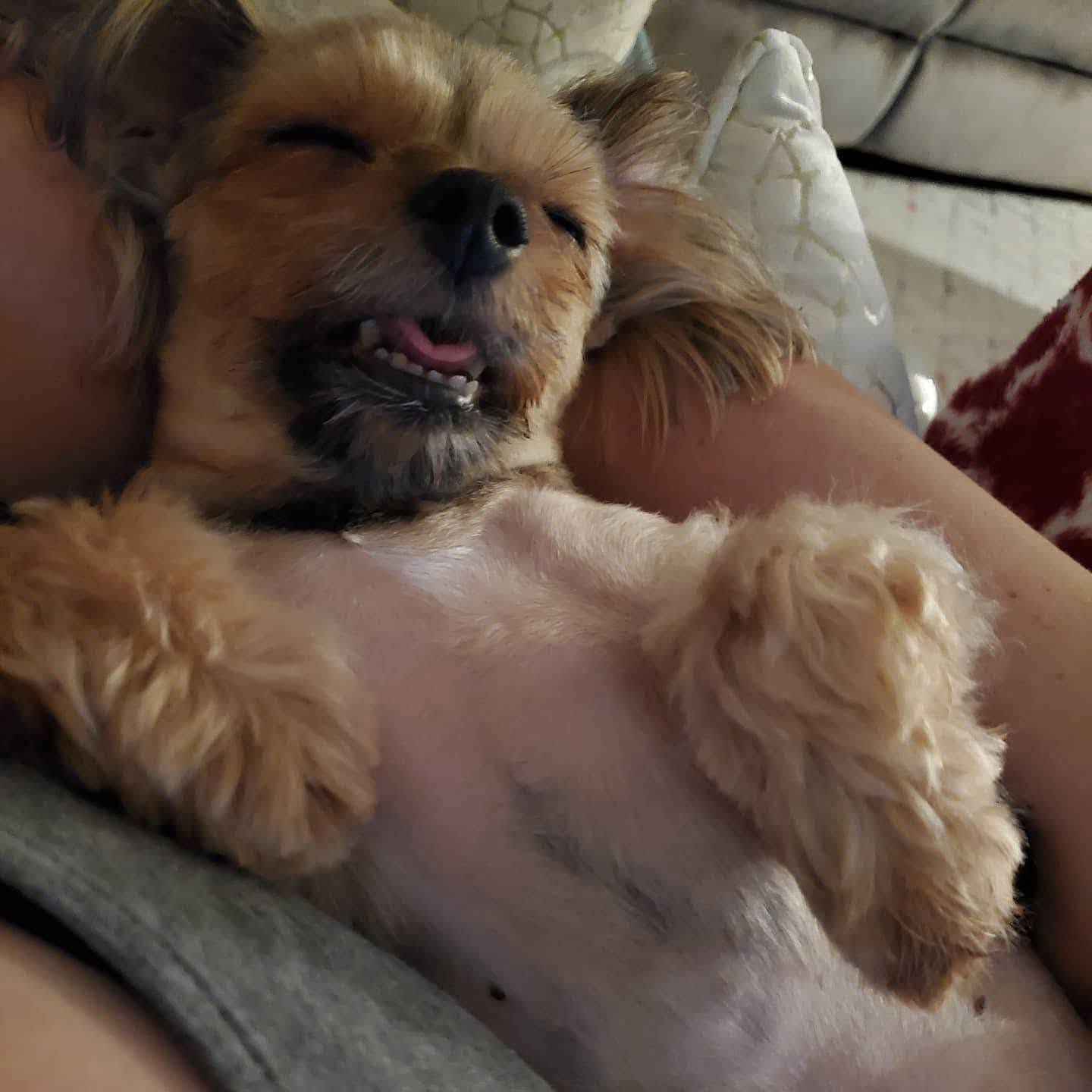Lost Dog in Kahuku