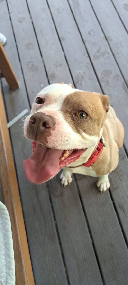Found dog