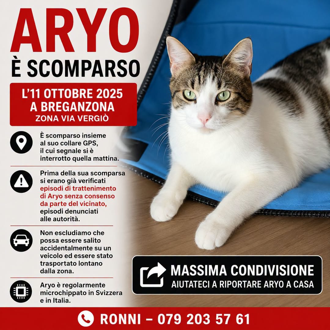 Lost cat