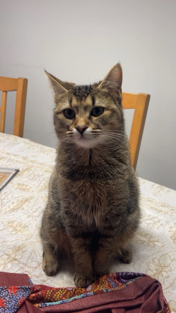 Lost Cat in Founex