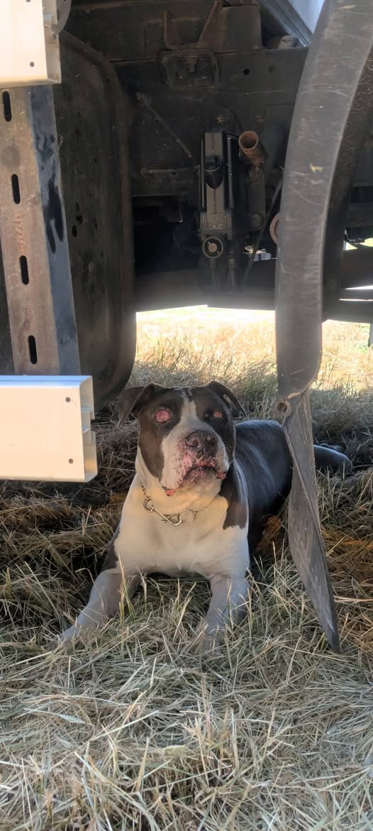 Lost Dog in Orbe
