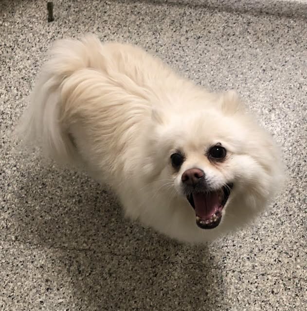 Found dog