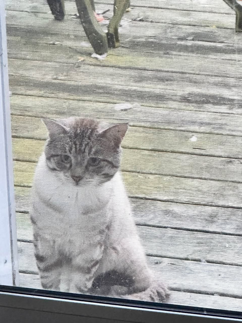 Found Cat in Ontario