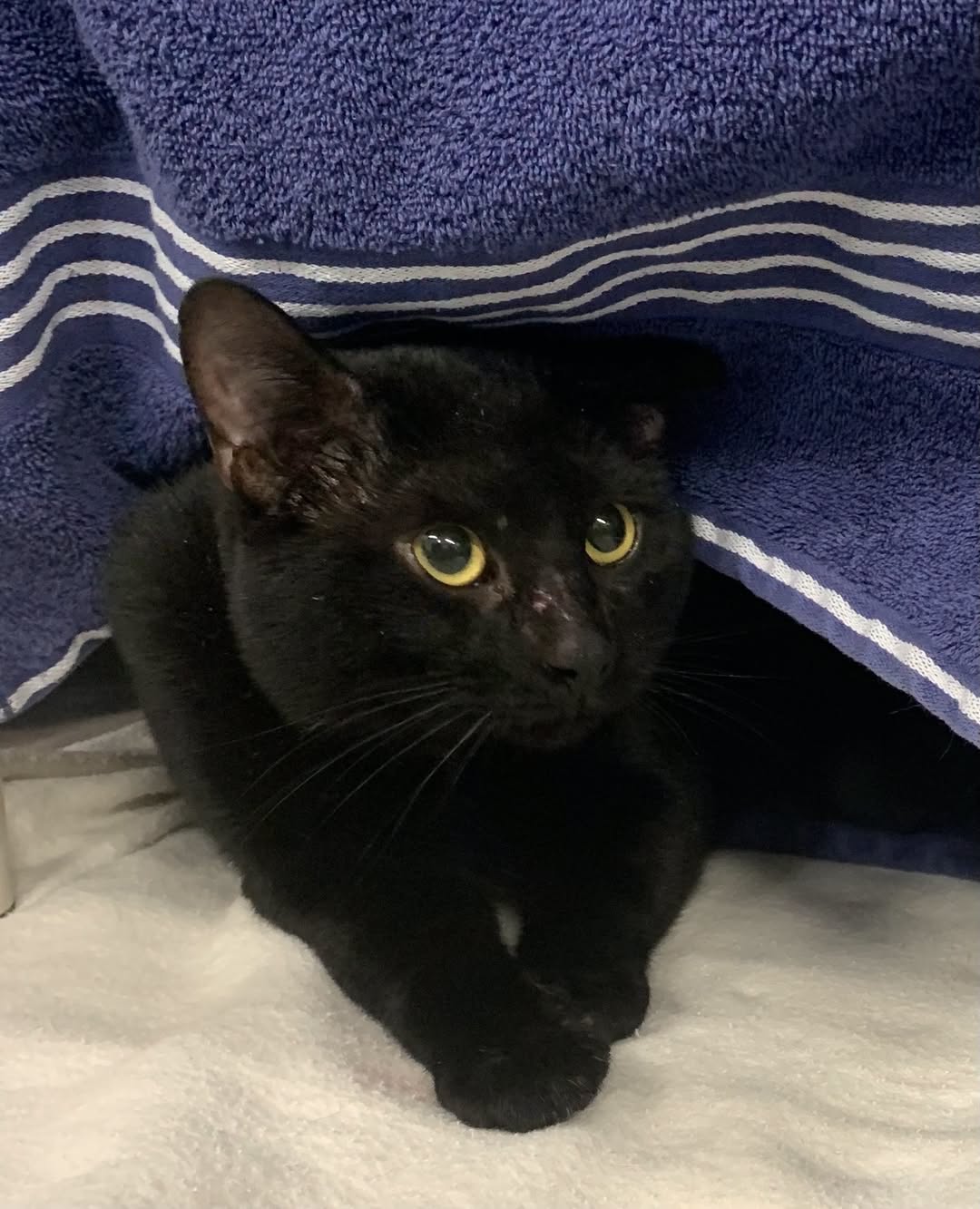 Found cat