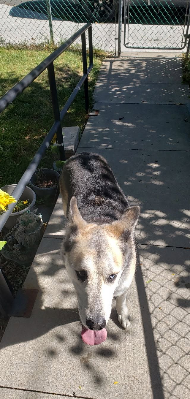 Found dog