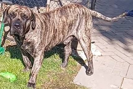 Lost Dog in Brantford
