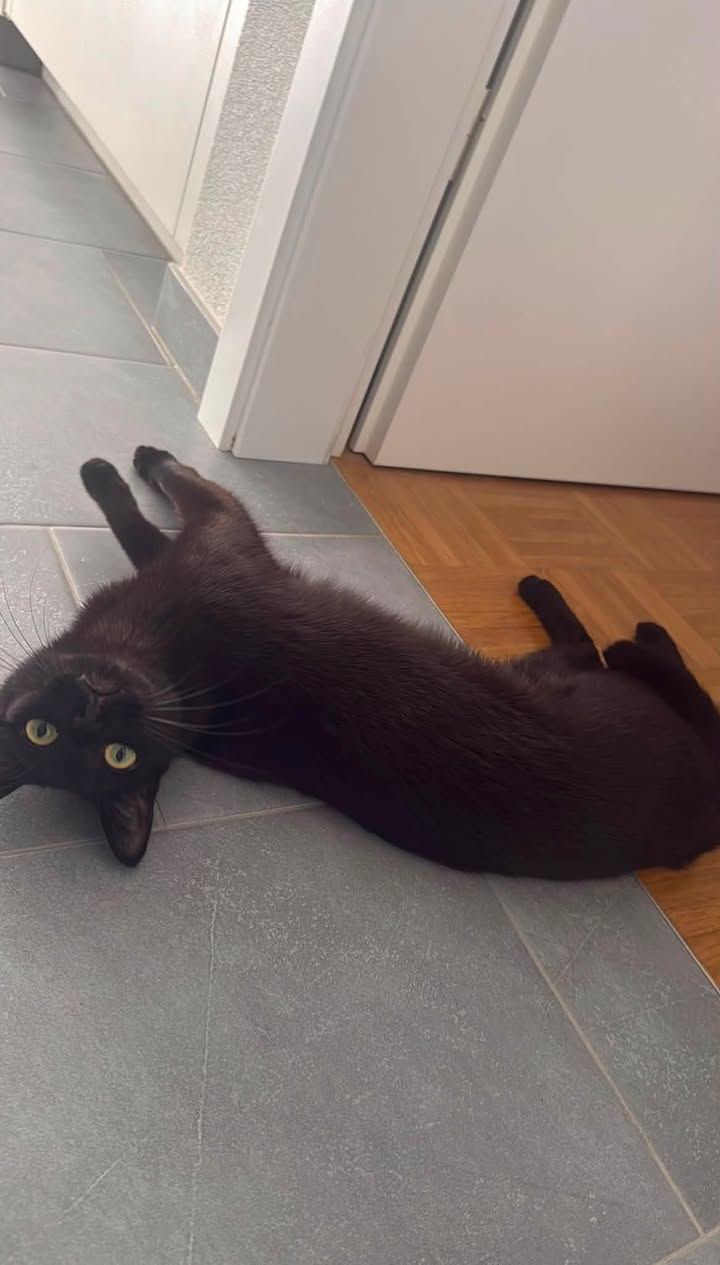Lost Cat in La Croix-De-Rozon