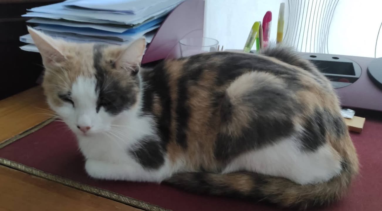 Lost Cat in Saint-Maurice