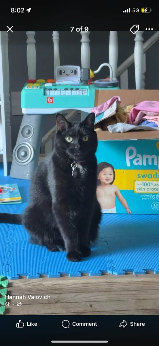Lost cat
