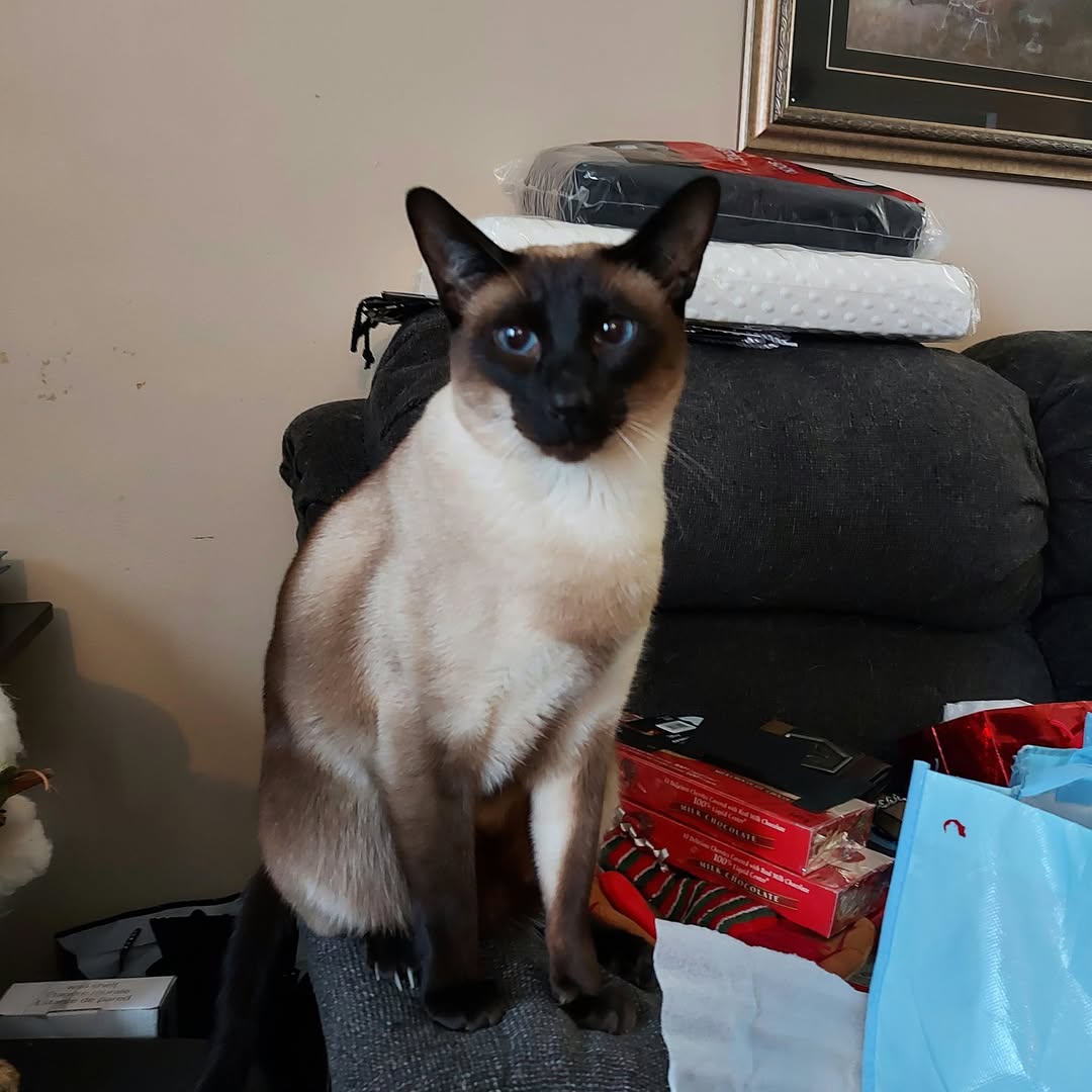 Lost cat