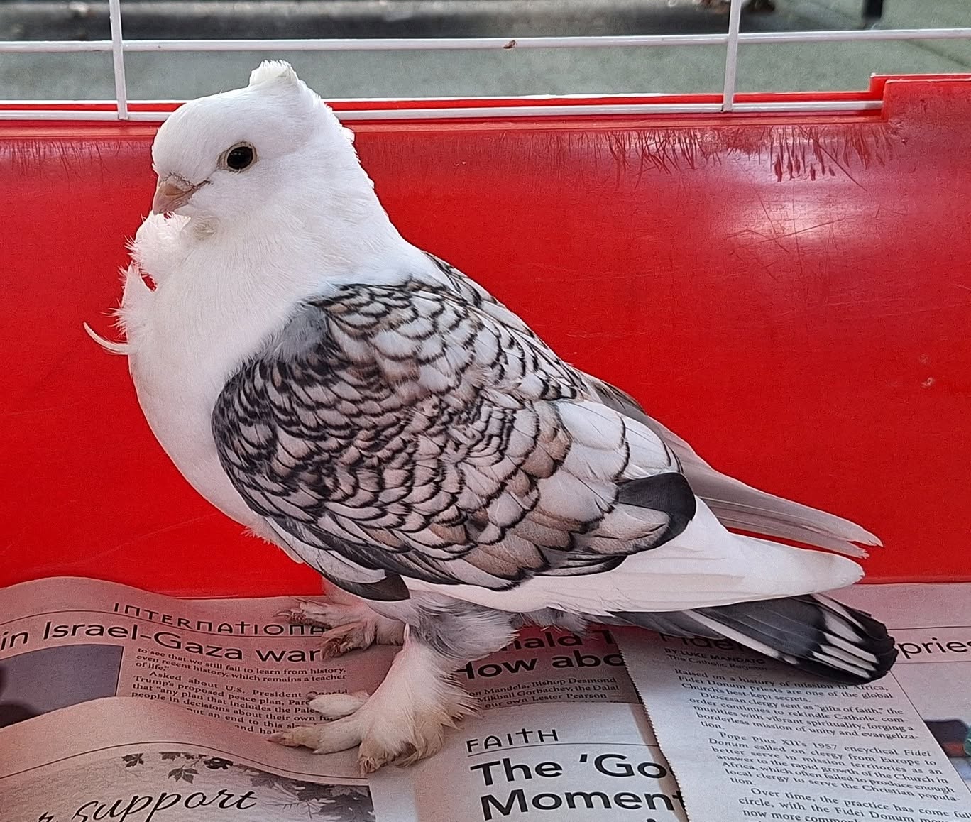 Found bird