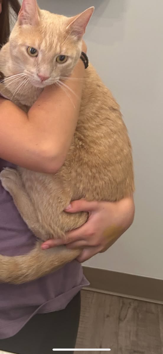 Lost Cat in Behind Shoppers At C Line