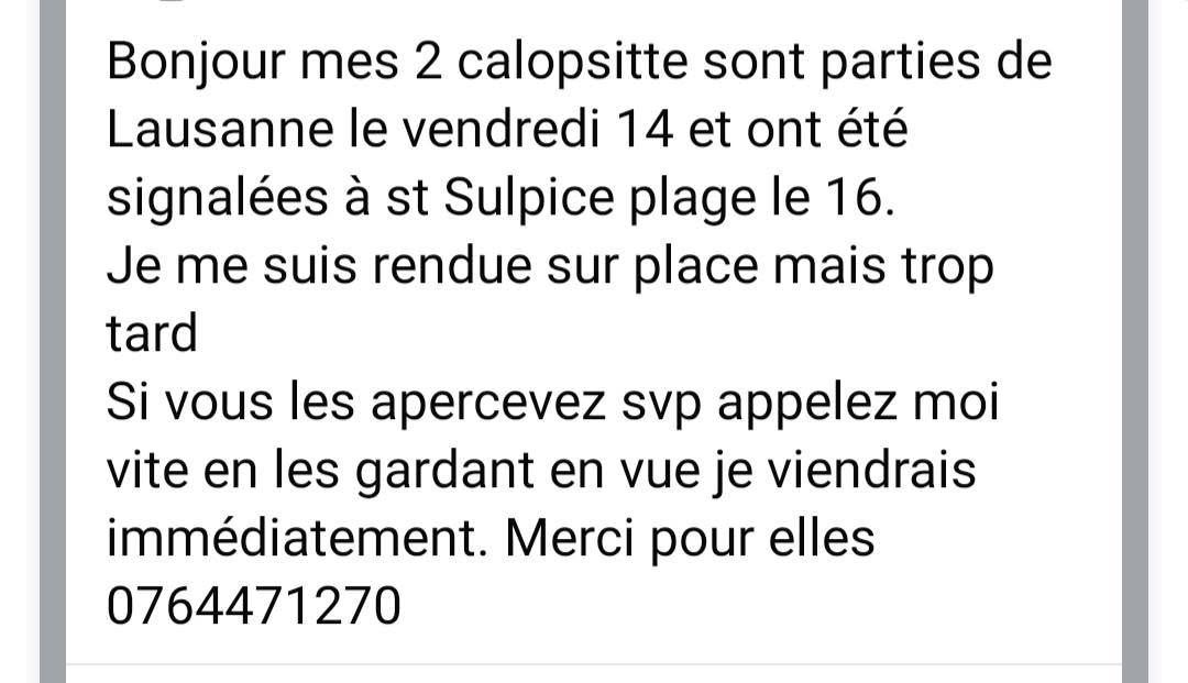 Lost Bird in Saint-Sulpice