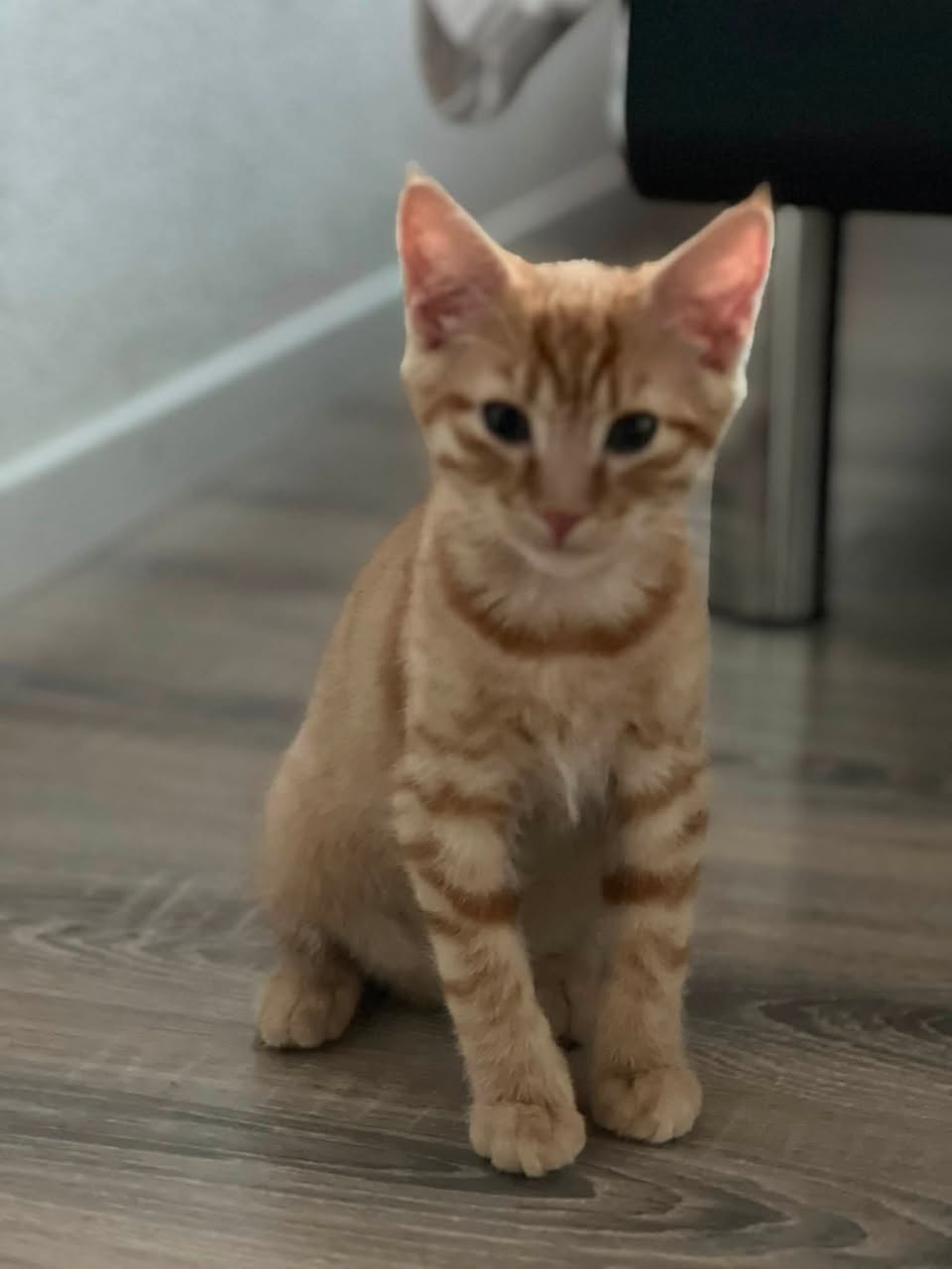 Lost Cat in Estavayer-Le-Gibloux