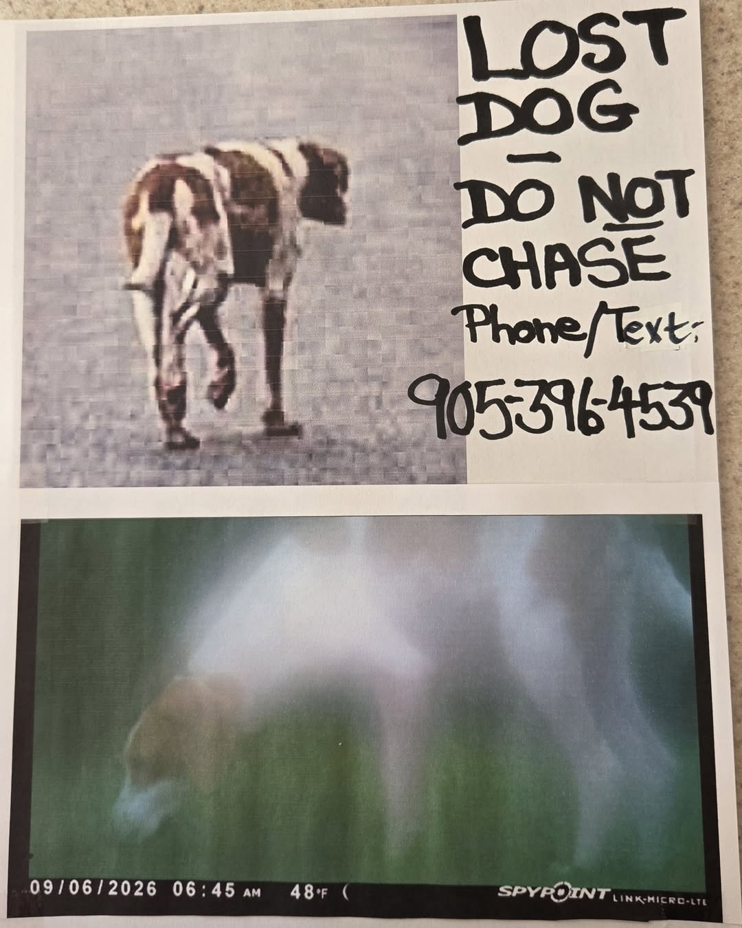 Lost Dog in Ontario
