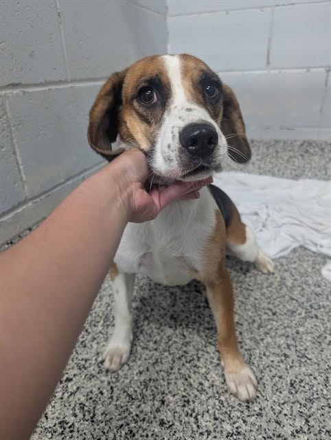 Found dog