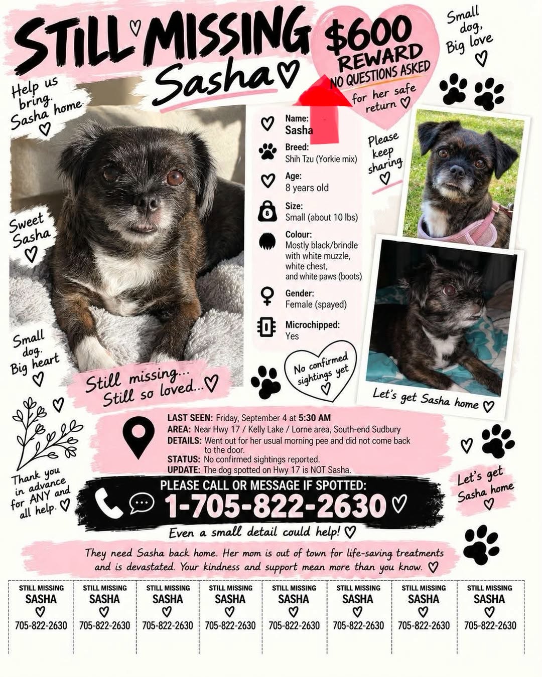 Lost dog