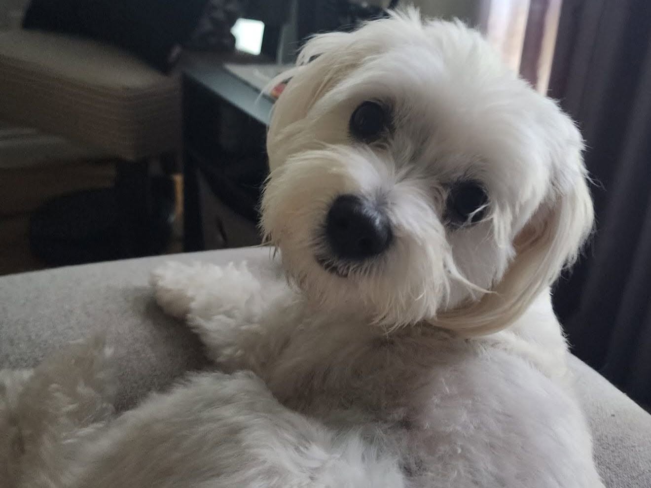 Lost dog