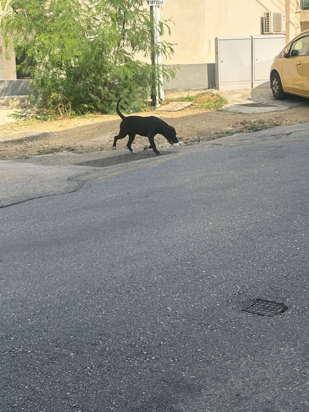 Found Dog in Birkirkara