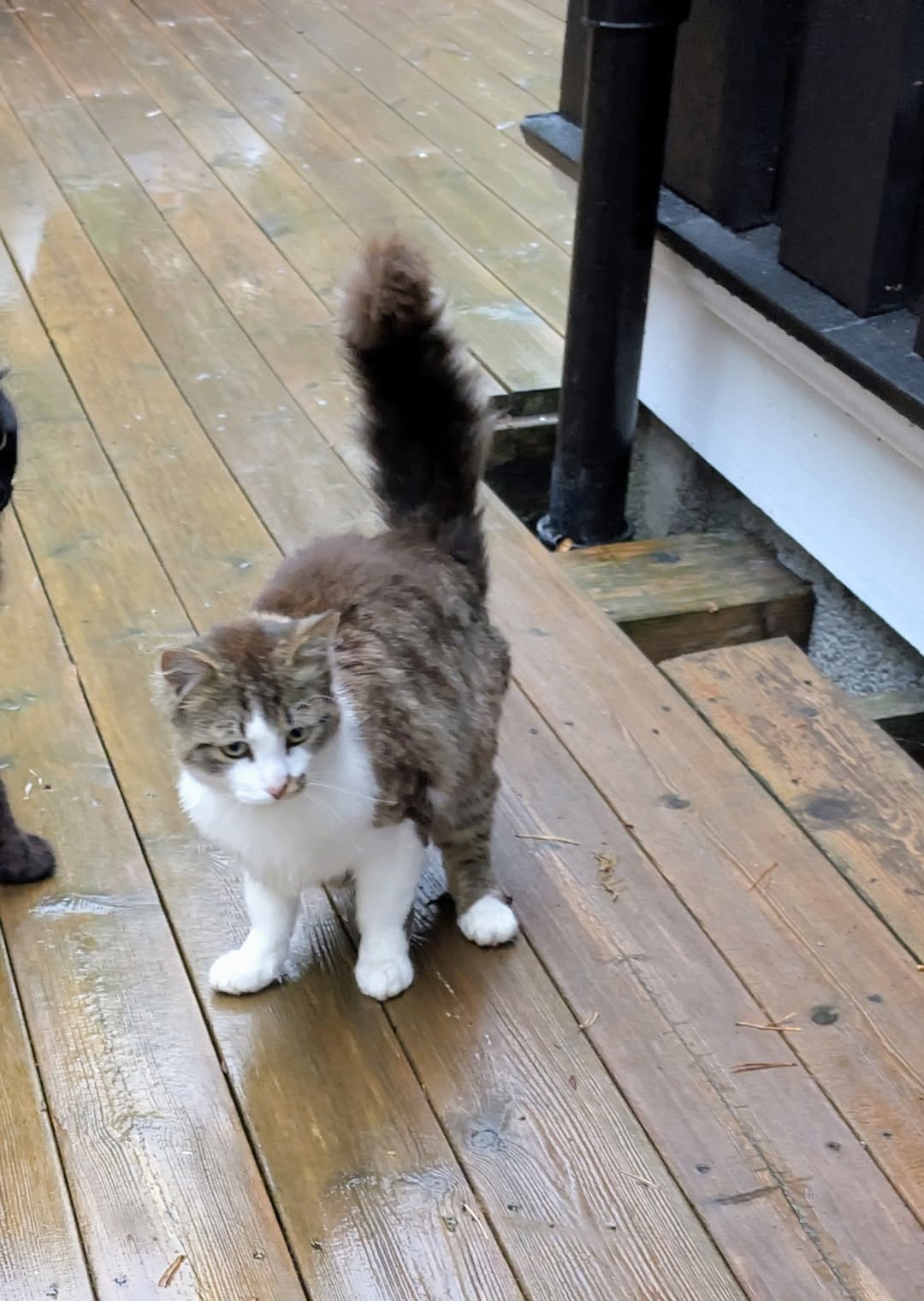 Found cat