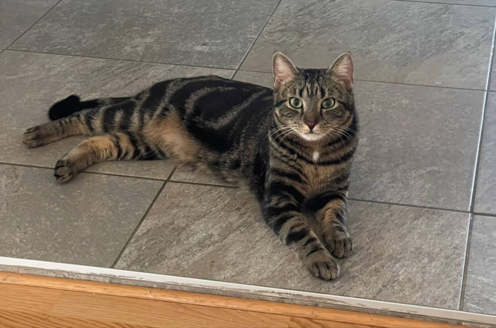 Lost cat