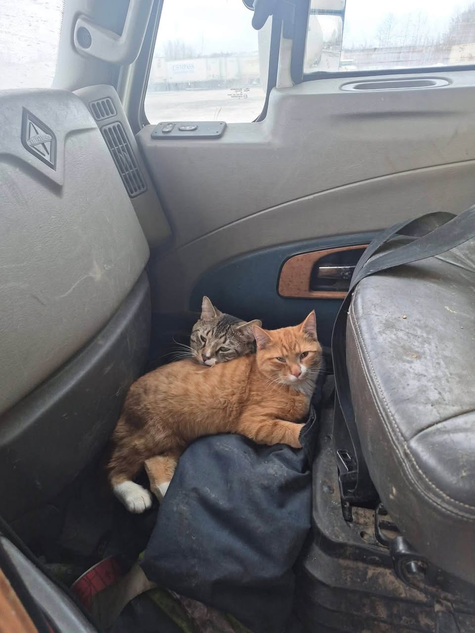 Lost Cat in Alberta