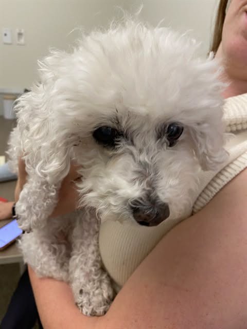 Found dog