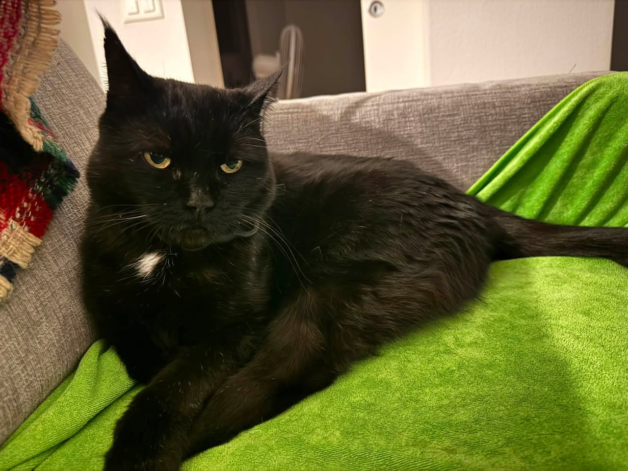 Lost Cat in Lausanne