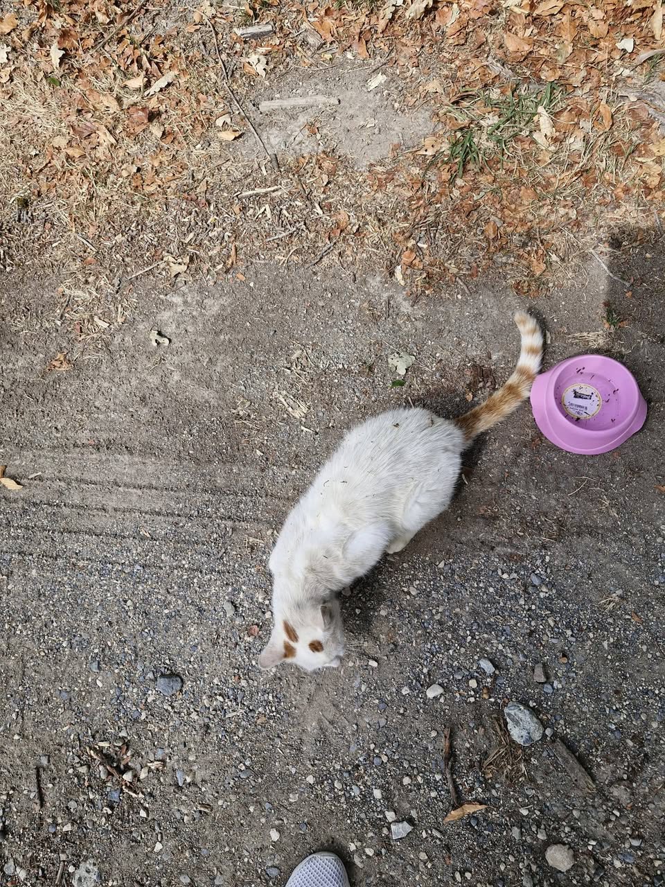 Found cat