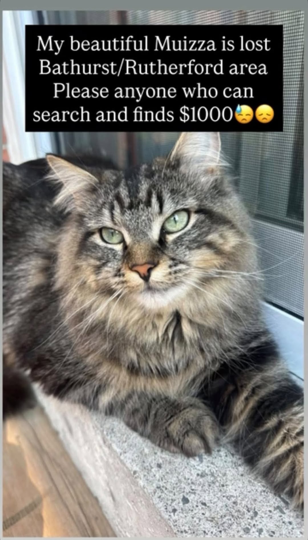 Lost Cat in Vaughan