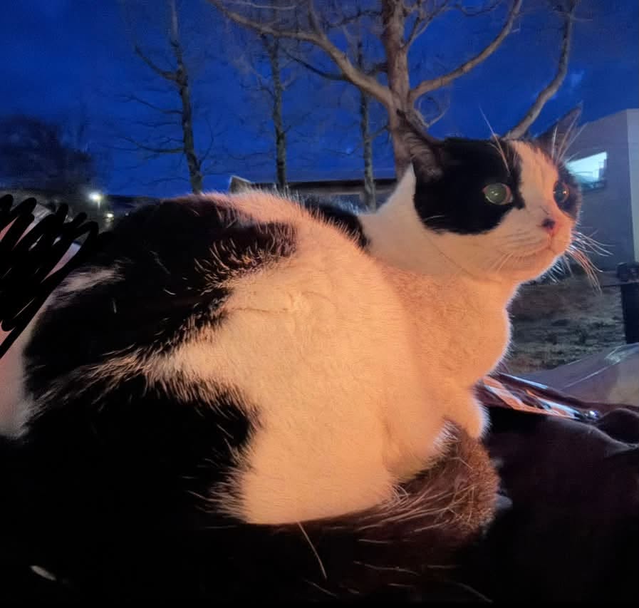 Lost Cat in Akureyri