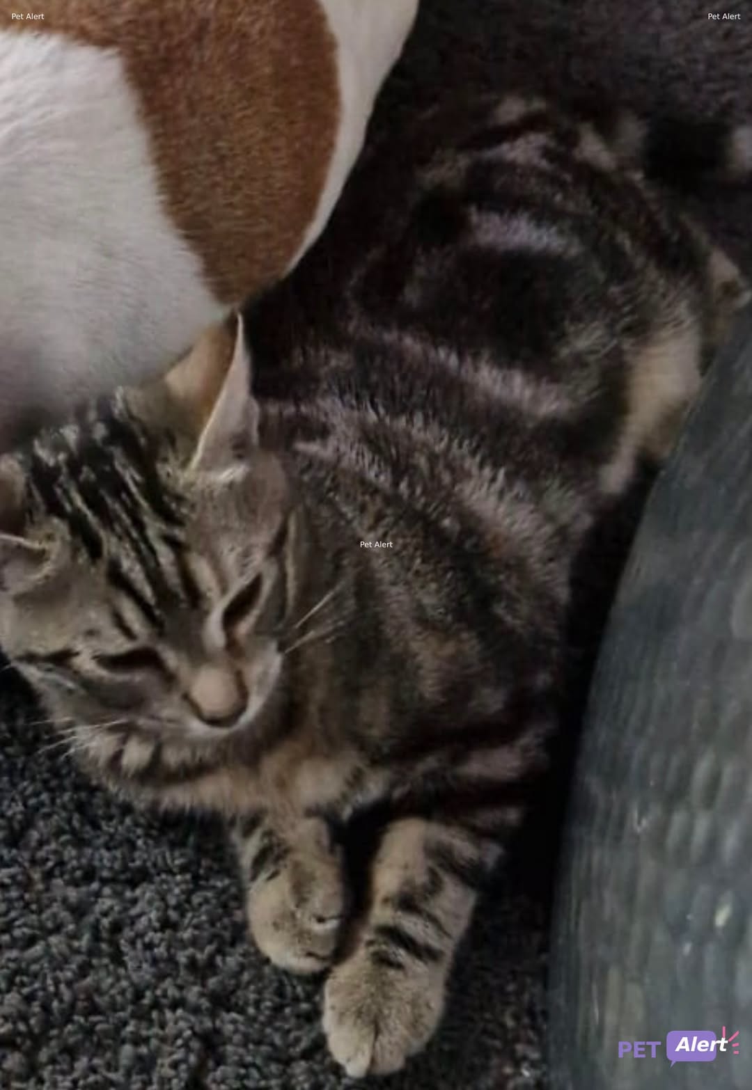 Lost Cat in Vernier