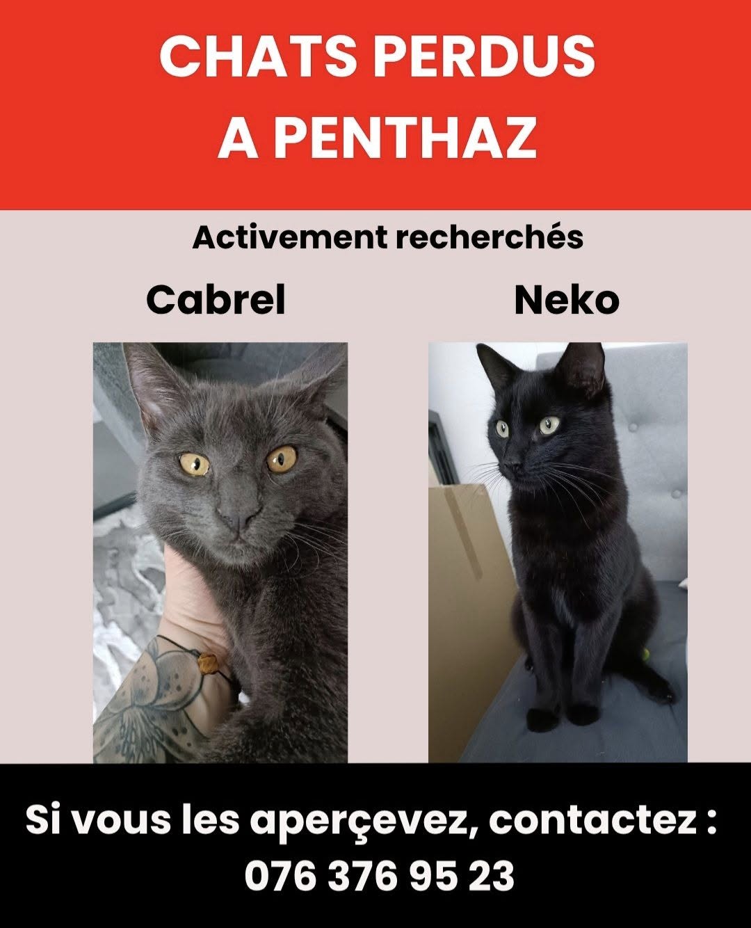 Lost Cat in Penthaz